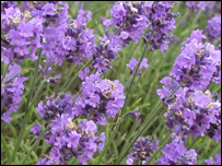 Lavender
