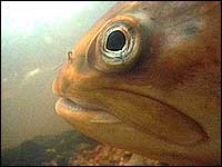 Sea Trout