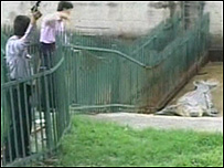 Crocodilo 