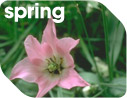 Spring screensaver