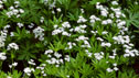 Galium odoratum