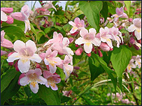 Kolkwitzia amabilis