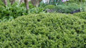 Ilex_crenata_stokes