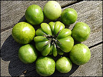 10tomatoes.jpg