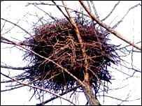 عکه گم شده