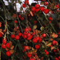Malus &lsquo;John Downie&rsquo;, Crab apple