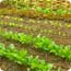 Ranks of lettuce