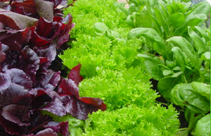 salad.jpg