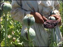کوکنار
