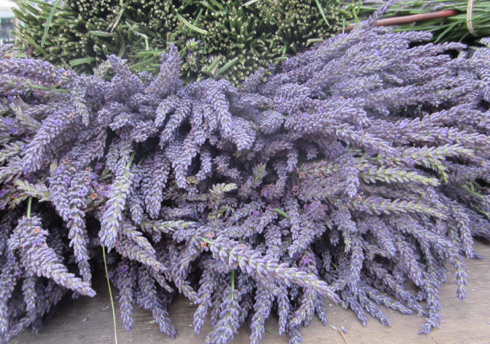 Lavender