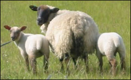 Lambs