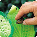 Snail