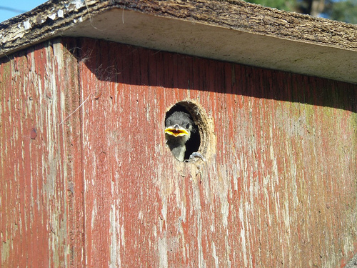 great tit 01 Freja