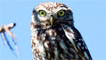 A little owl by Dilwyn Lloyd