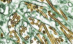 H5N1 virus