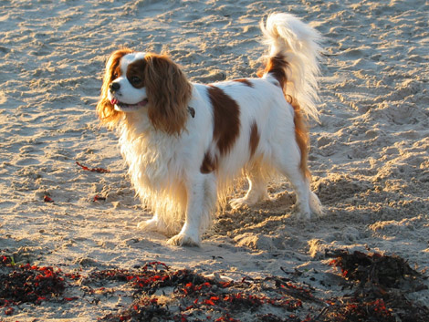 Charlie the dog
