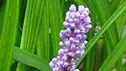 Liriope musari