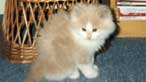 Tiger the cat