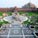 Lotus garden