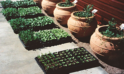 compost trial