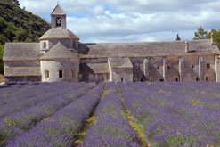 lavender field in Provence, France