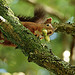 Red Squirrel at Forest How