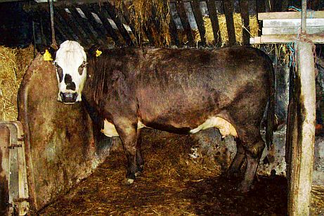 Mummy Moo