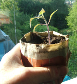 newspaper_pot2.jpg