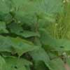 Astilboides tabularis