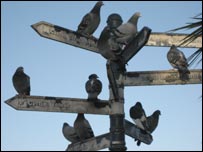 pigeons203.jpg