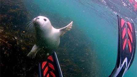 seal_flipper.jpg