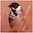 Wetlands (Image: Bunting)