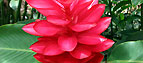 Ginger plant