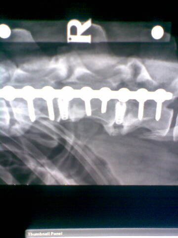 xray1.jpg