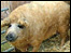 Mangalitzas - Pig Paradise Farm, Wiltshire