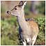 Forest of Bowland (Image: Sika Deer c/o RSPB Images/Kjael)