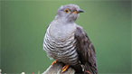 Cuckoo