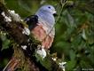Pombo