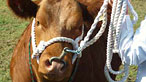 Limousin