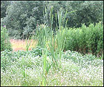 Bog on the plain