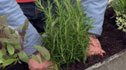 Toby Buckland planting herbs