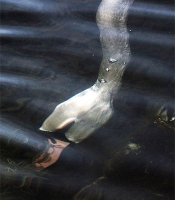 swan.jpg