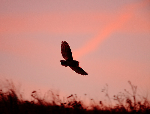 On the wing
