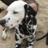 Cute doggy