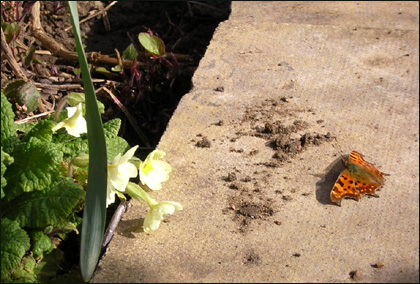 Comma butterfly