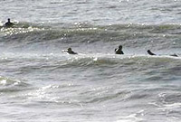 alassins