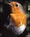Robin