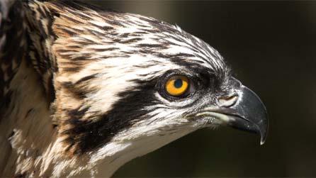 osprey.jpg