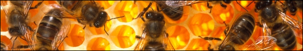 a touch of honey