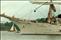 'Dar Mlodziezy' - Belfast - Tall Ships - July 1991